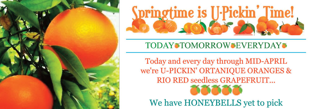 Banner-Ortanique-U-Pick