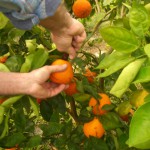 Picking the first Homegrown Honeybells