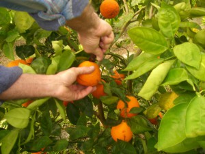 Picking the first Homegrown Honeybells