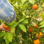 Picking the first Homegrown Honeybells