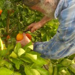 Mike Picking the first Homegrown Honeybells