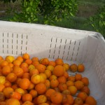 Our first Homegrown Honeybell harvest