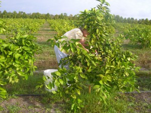 Monica Picking the first Homegrown Honeybells