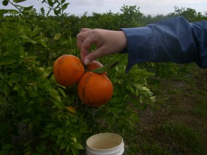 Picking the first Homegrown Honeybells