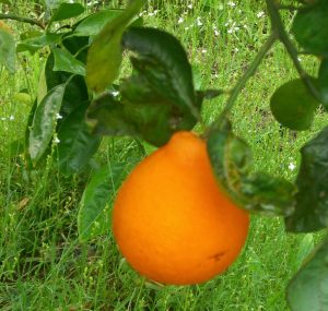 rown Honeybells on the tree