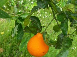rown Honeybells on the tree