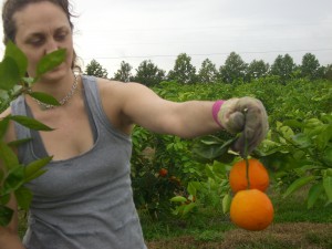 Becka Picking the first Homegrown Honeybells