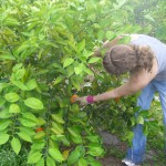 Becka Picking the first Homegrown Honeybells