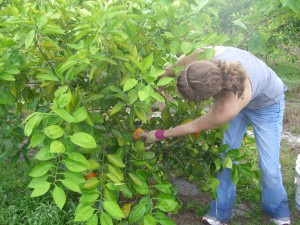Becka Picking the first Homegrown Honeybells