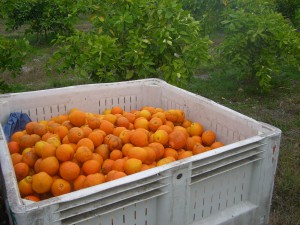 The bin is filling up with Honeybells