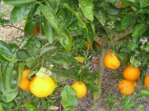 Picking the first Homegrown Honeybells
