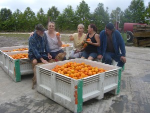 Honeybell picking crew