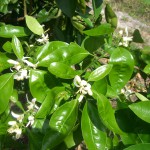Orange Blossoms in the new grove