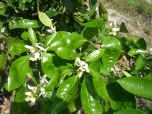 Orange Blossoms in the new grove