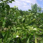 Orange Blossoms in the new grove