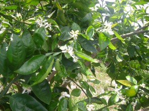 Orange Blossoms in the new grove