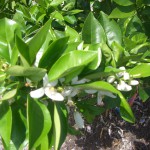 Orange Blossoms in the new grove