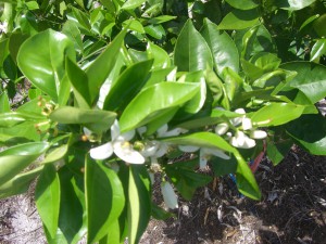 Orange Blossoms in the new grove
